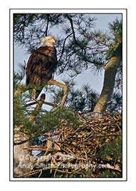 Bald Eagle on Nest at Valley Forge